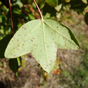 Photographie n°2490963 du taxon Acer monspessulanum L.