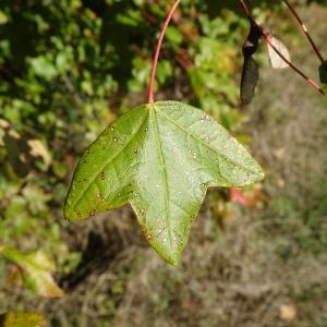 Photographie n°2490964 du taxon Acer monspessulanum L.