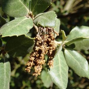 Quercus ilex L. subsp. ilex (Chêne vert)