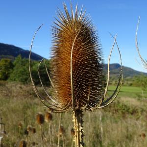 Photographie n°2490987 du taxon Dipsacus fullonum L.