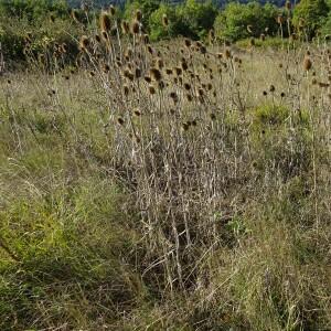 Photographie n°2490989 du taxon Dipsacus fullonum L.