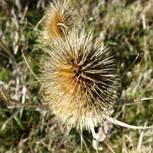 Photographie n°2490991 du taxon Dipsacus fullonum L.