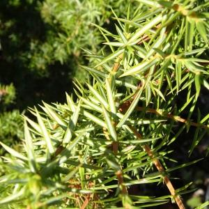 Photographie n°2491000 du taxon Juniperus communis L.