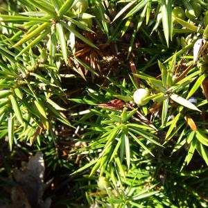 Photographie n°2491003 du taxon Juniperus communis L.
