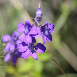 Photographie n°2491032 du taxon Delphinium ajacis L. [1753]