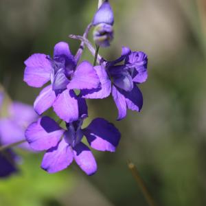 Photographie n°2491033 du taxon Delphinium ajacis L. [1753]