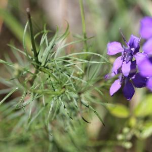 Photographie n°2491034 du taxon Delphinium ajacis L. [1753]