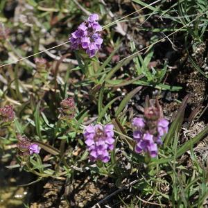 Photographie n°2491035 du taxon Prunella hyssopifolia L. [1753]