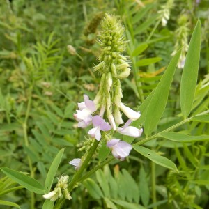 Photographie n°2491037 du taxon Galega officinalis L.