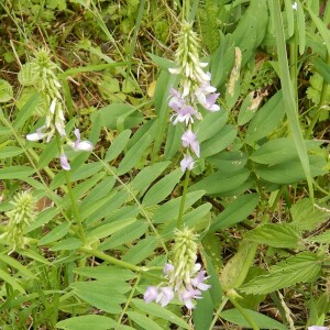 Photographie n°2491039 du taxon Galega officinalis L.