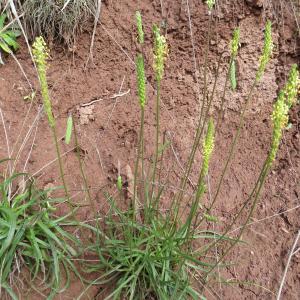 Photographie n°2491050 du taxon Plantago maritima subsp. serpentina (All.) Arcang. [1882]