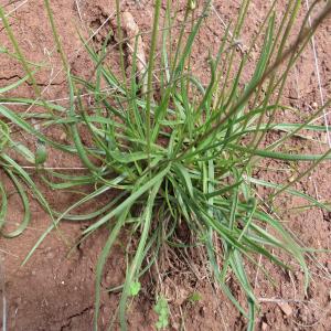 Photographie n°2491052 du taxon Plantago maritima subsp. serpentina (All.) Arcang. [1882]