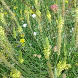 Photographie n°2491053 du taxon Plantago maritima subsp. serpentina (All.) Arcang. [1882]