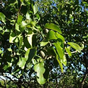 Photographie n°2491117 du taxon Alnus cordata (Loisel.) Duby