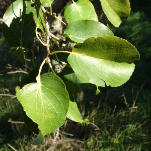 Photographie n°2491121 du taxon Alnus cordata (Loisel.) Duby