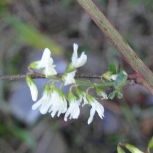 Photographie n°2491131 du taxon Melilotus albus Medik. [1787]