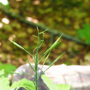 Photographie n°2491174 du taxon Cardamine heptaphylla (Vill.) O.E.Schulz