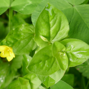 Photographie n°2491244 du taxon Lysimachia nemorum L. [1753]