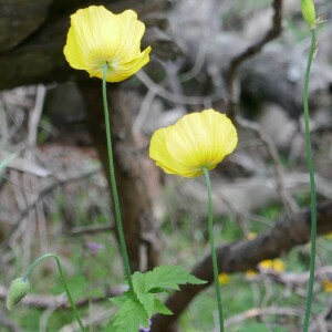 Photographie n°2491255 du taxon Papaver cambricum L.