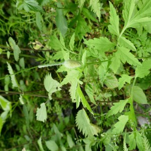 Photographie n°2491256 du taxon Papaver cambricum L.