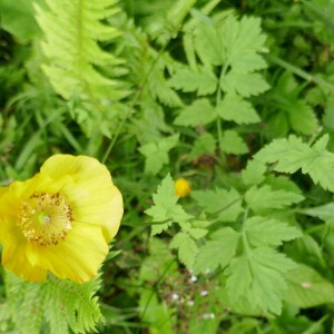 Photographie n°2491258 du taxon Papaver cambricum L.