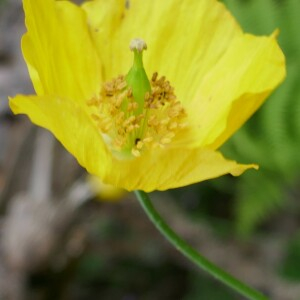 Photographie n°2491265 du taxon Papaver cambricum L.