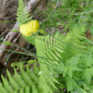 Photographie n°2491266 du taxon Papaver cambricum L.