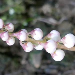 Photographie n°2491268 du taxon Pyrola minor L. [1753]