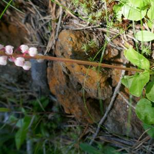 Photographie n°2491271 du taxon Pyrola minor L. [1753]