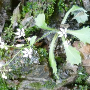 Photographie n°2491314 du taxon Micranthes clusii (Gouan) Fern.Prieto, V.Vázquez, Vallines & Cires. [2010]