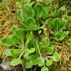 Photographie n°2491319 du taxon Saxifraga umbrosa L. [1762]