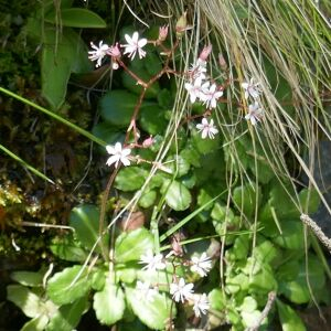 Photographie n°2491321 du taxon Saxifraga umbrosa L. [1762]