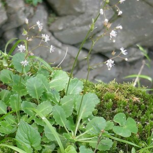 Photographie n°2491323 du taxon Saxifraga umbrosa L. [1762]