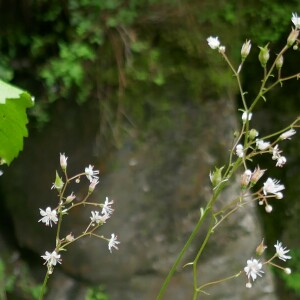 Photographie n°2491324 du taxon Saxifraga umbrosa L. [1762]