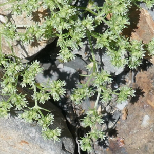 Photographie n°2491339 du taxon Scleranthus perennis L.
