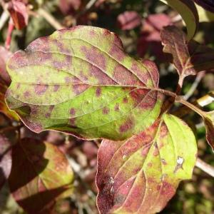 Photographie n°2491363 du taxon Cornus sanguinea L.