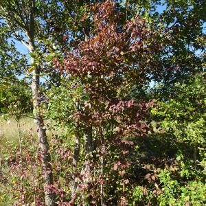 Photographie n°2491367 du taxon Cornus sanguinea L.