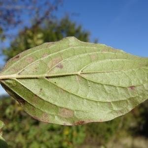 Photographie n°2491368 du taxon Cornus sanguinea L.