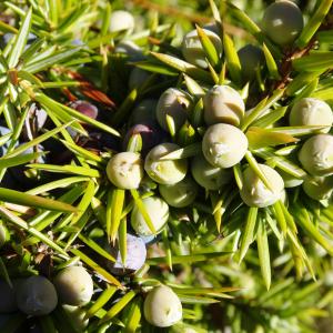 Photographie n°2491369 du taxon Juniperus communis L. [1753]