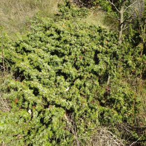 Photographie n°2491371 du taxon Juniperus communis L. [1753]