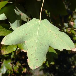 Photographie n°2491423 du taxon Acer monspessulanum L.