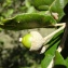  Alain Bigou - Quercus ilex subsp. ilex