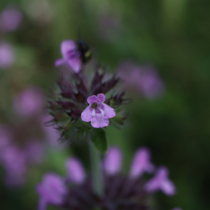 Photographie n°2491454 du taxon Clinopodium vulgare L.