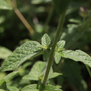 Photographie n°2491457 du taxon Clinopodium vulgare L.