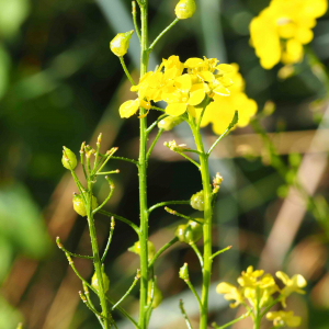 Photographie n°2491466 du taxon Bunias orientalis L.