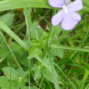 Photographie n°2491534 du taxon Viola cornuta L. [1763]