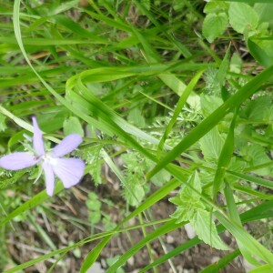 Photographie n°2491535 du taxon Viola cornuta L. [1763]