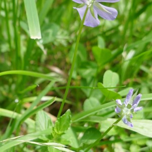 Photographie n°2491536 du taxon Viola cornuta L. [1763]