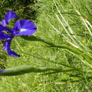 Photographie n°2491547 du taxon Iris latifolia (Mill.) Voss [1895]