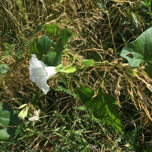 Photographie n°2491557 du taxon Convolvulus sepium L.